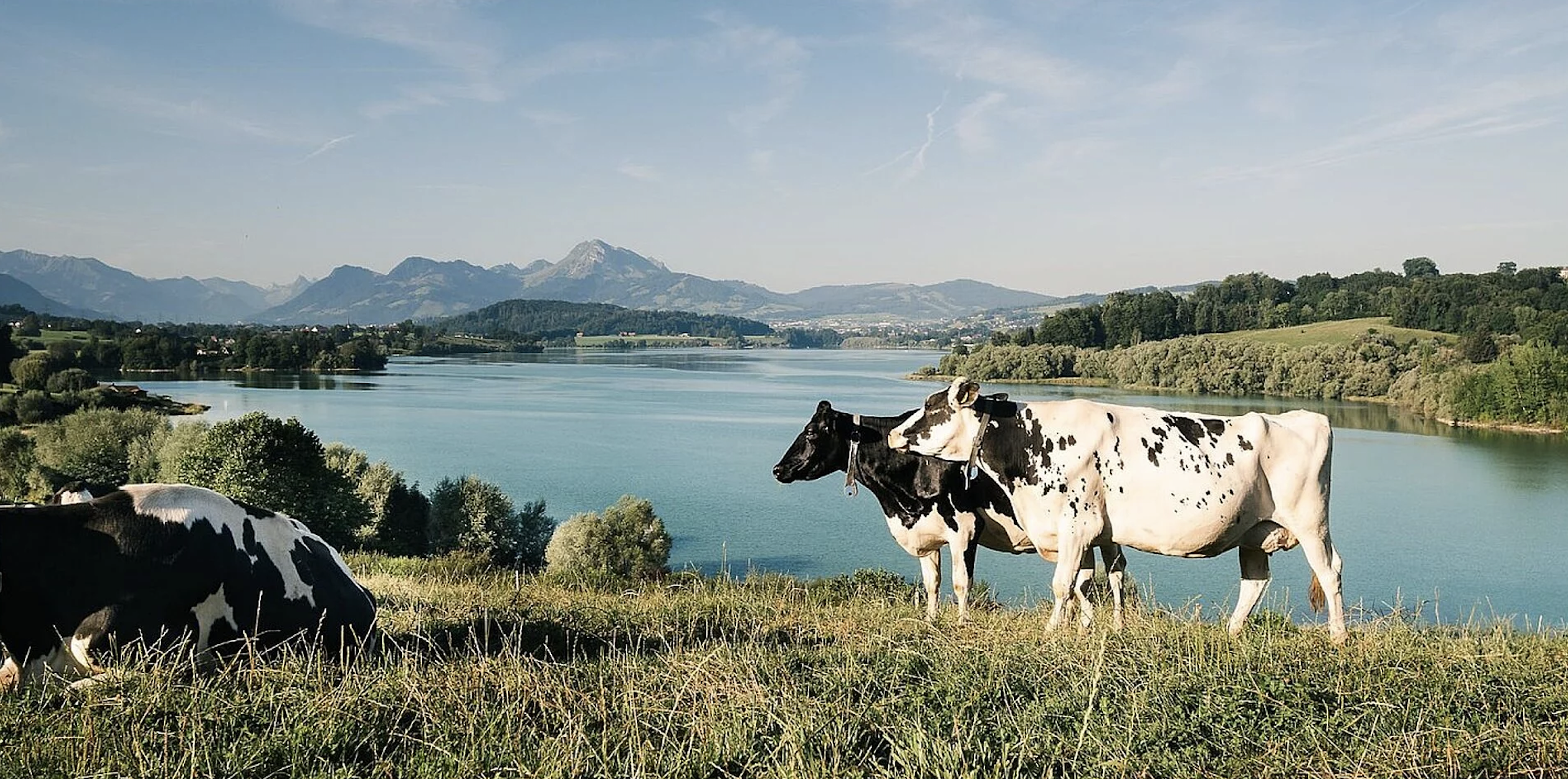 GRU_Kühe_See.png