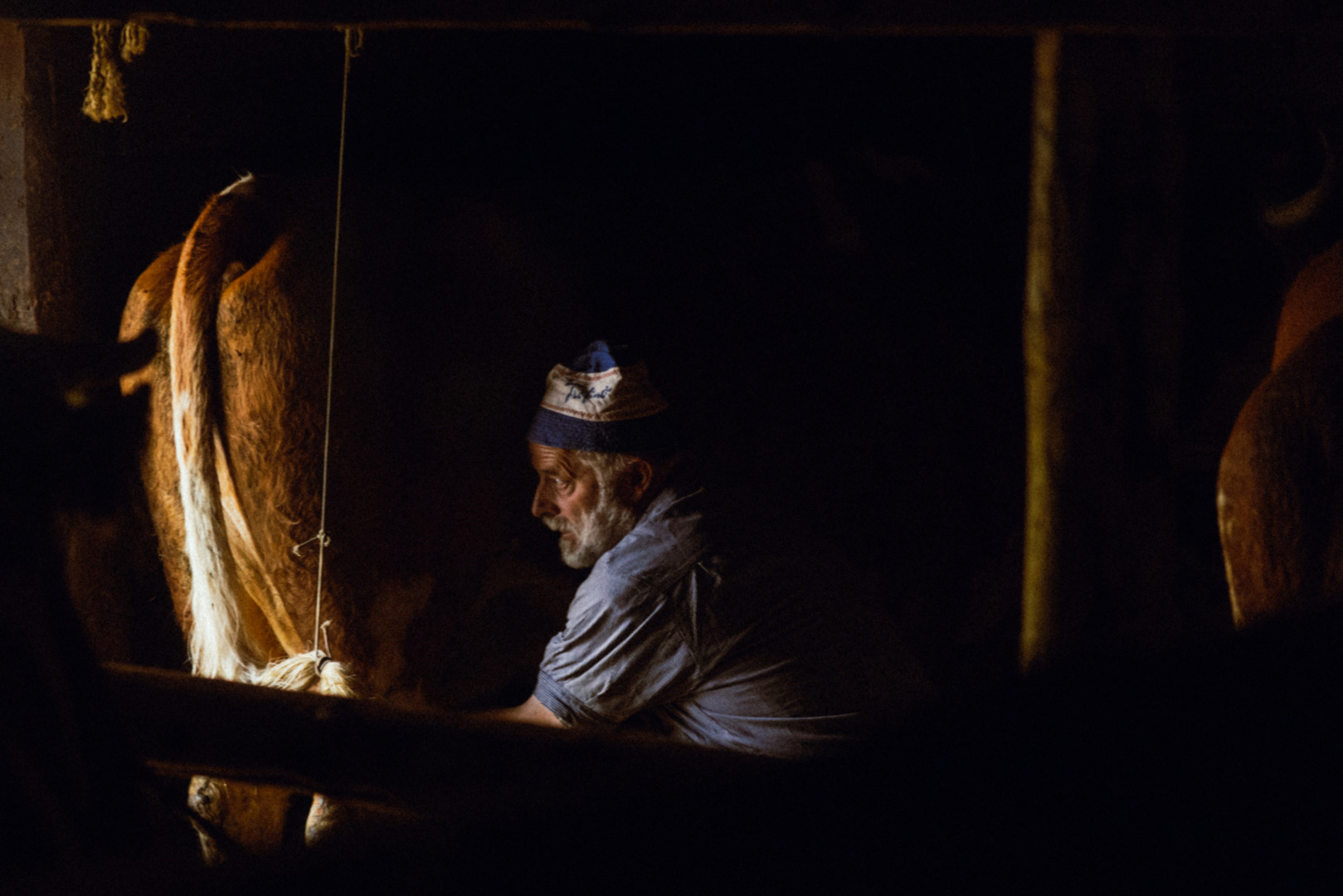 Bauer beim Melken in einem dunklen Alp-Stall