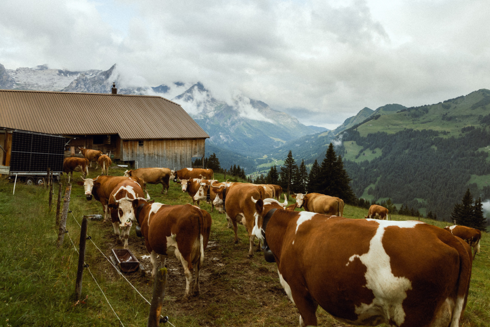 Kühe auf der Alp warten vor dem Stall